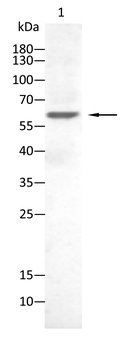 CRTC1 Antibody