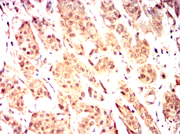 RAG2 Antibody
