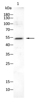 RAG2 Antibody