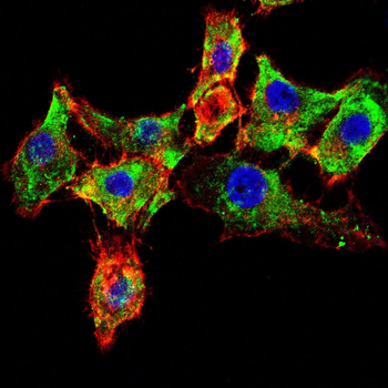 NFKBIB Antibody