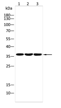 NFKBIB Antibody