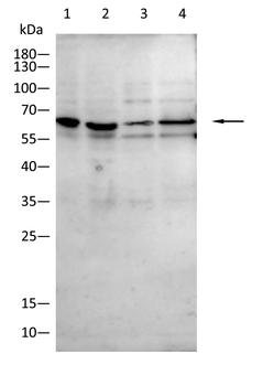 ERBB2 Antibody
