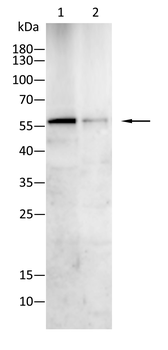 CSK Antibody