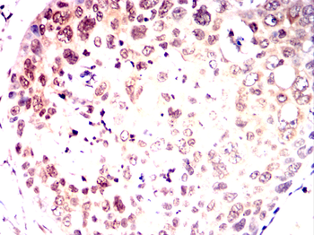 PAX8 Antibody