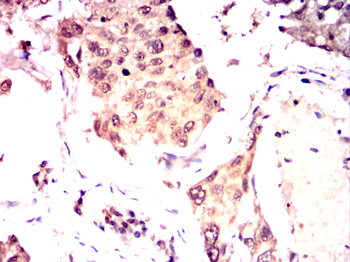 FOXD3 Antibody