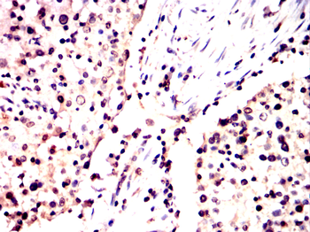 MSX1 Antibody