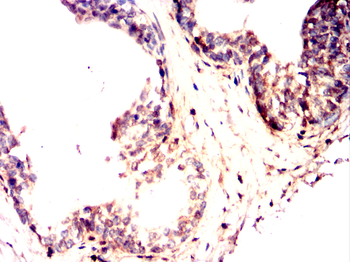 BID Antibody