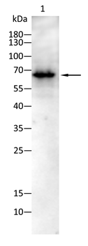 c-Rel Rabbit Polyclonal Antibody