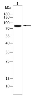 HSP90AB1 Antibody