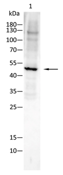 CRKL Antibody