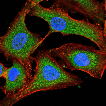 CST3 Antibody