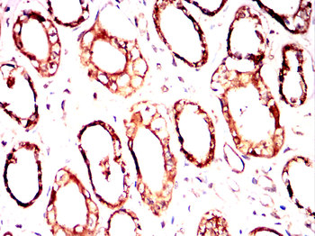 CST3 Antibody