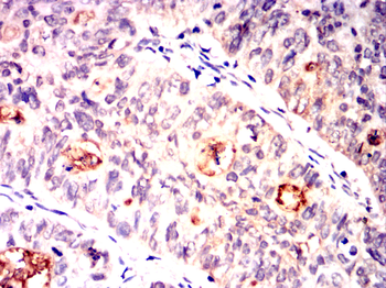 CST3 Antibody