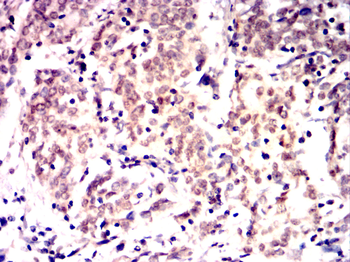 MAP2 Antibody