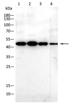 MAP2 Antibody