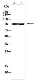MAP2 Antibody