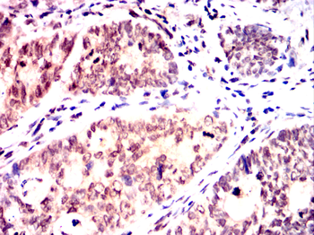 LMNA Antibody