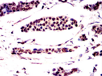 LMNA Antibody