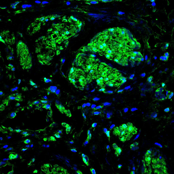LMNA Antibody