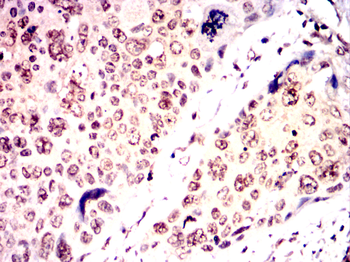 LMNA Antibody