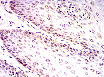 LMNA Antibody