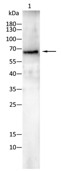 LMNA Antibody