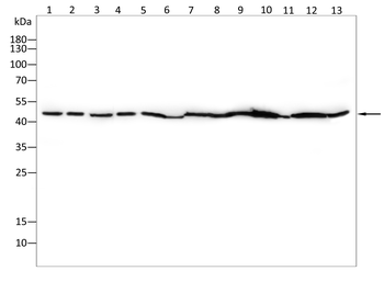 ENO1 Antibody