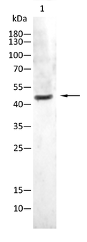 SGK1 Antibody