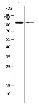 OPA1 Antibody
