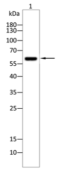 GBA1 Antibody