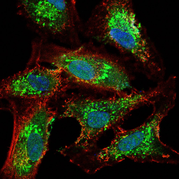 OLIG2 Antibody