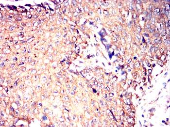 OLIG2 Antibody