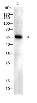 CARM1 Antibody