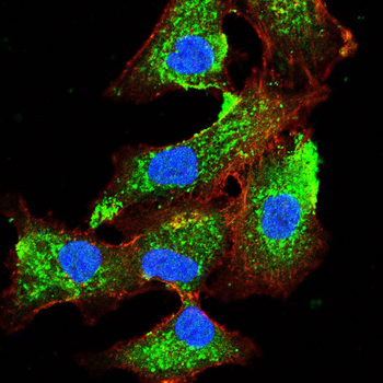 EEF2 Antibody