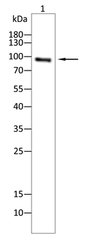 EEF2 Antibody