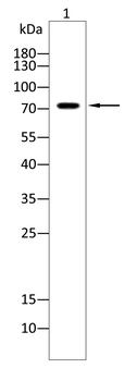 SYN1 Antibody