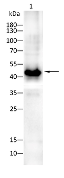 NGFR Antibody