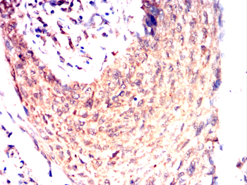 CYP1A1 Antibody