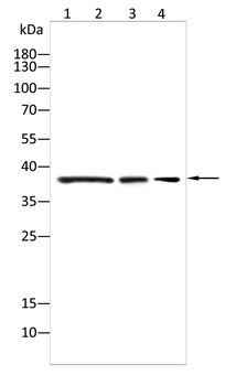 RPA2 Antibody