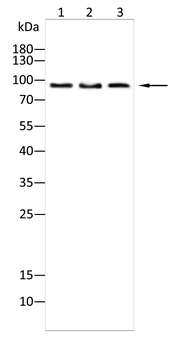 HSPA4 Antibody