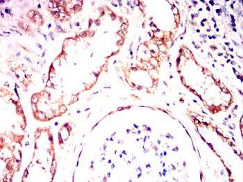 HSPA4 Antibody