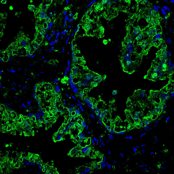 HSPA4 Antibody