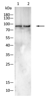 HSPA4 Antibody