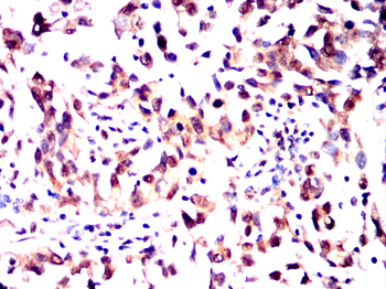 LXN Antibody