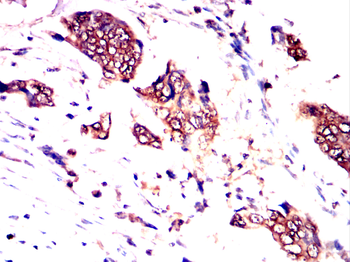 LXN Antibody