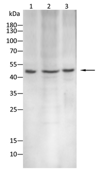 PSMB8 Antibody