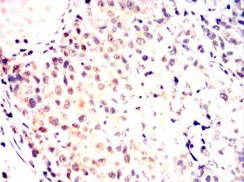 MCM2 Antibody