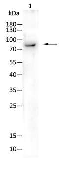 MCM2 Antibody