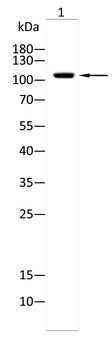 MCM2 Antibody