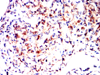 PHB1 Antibody